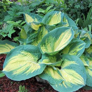 Хоста Hosta ‘Dream Weaver’